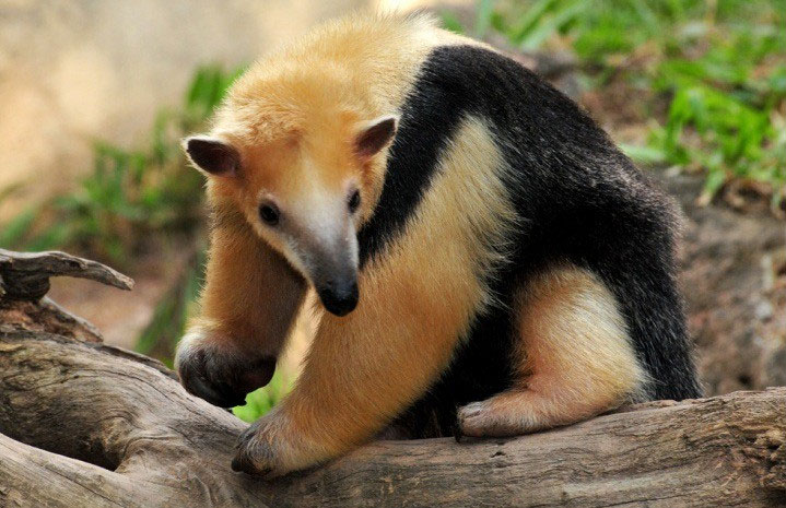 Picture 6 of Science shows these are the most terrible scents in the world