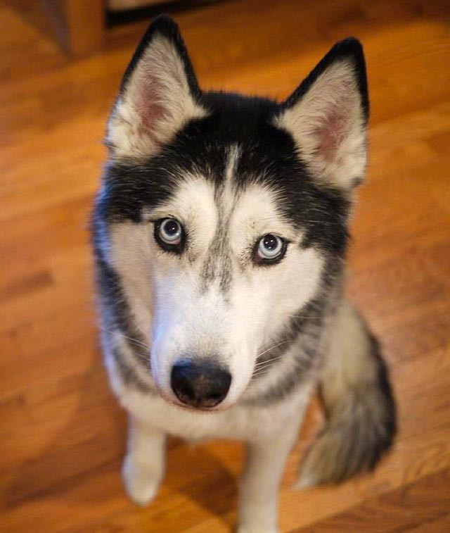Picture 1 of Science thinks dogs can talk like humans