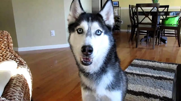 Picture 2 of Science thinks dogs can talk like humans