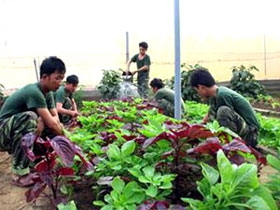 Picture 1 of Scientific application to grow vegetables on Phu Quy island