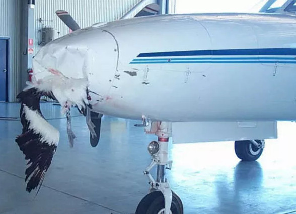 Picture 2 of Scientific explanation for the case of birds colliding with aircraft causing serious damage