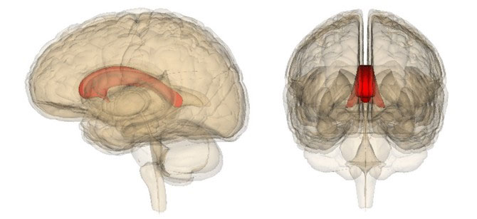 Picture 3 of Scientific proof: left-handed people are better at math