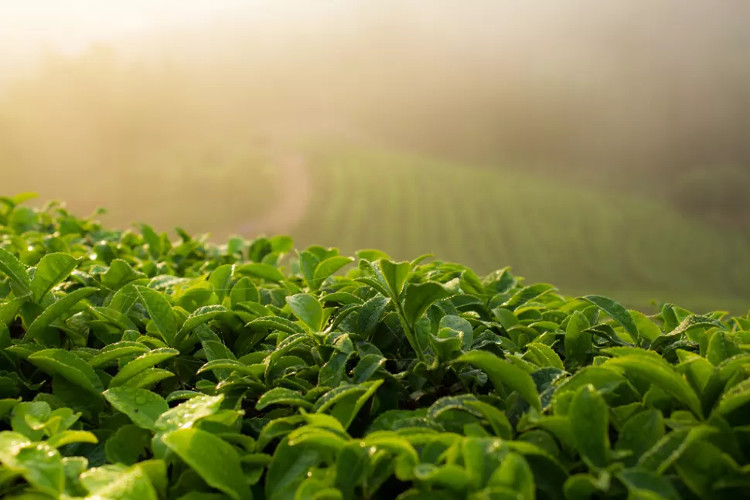 Picture 1 of Scientifically proven: Green tea reduces the risk of cardiovascular disease