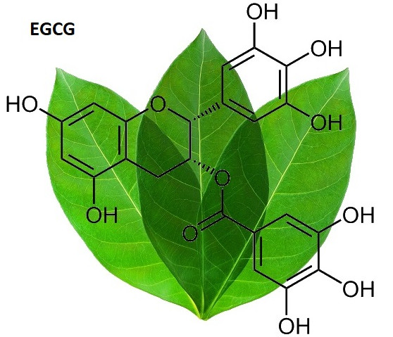 Picture 2 of Scientifically proven: Green tea reduces the risk of cardiovascular disease