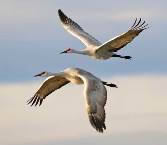 Picture 1 of Scientists already know how birds see the Earth's magnetic field