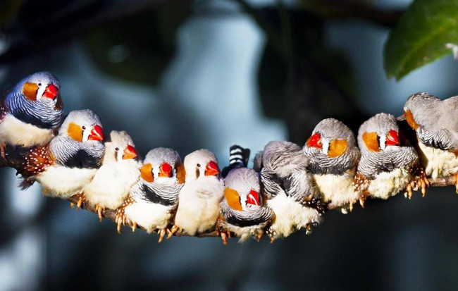 Picture 3 of Scientists already know how birds see the Earth's magnetic field