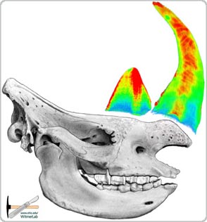 Picture 1 of Scientists answer the mysterious puzzle of rhino horn