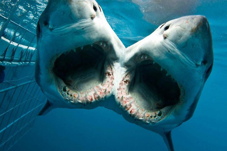 Picture 5 of Scientists are feeding, studying two-headed sharks