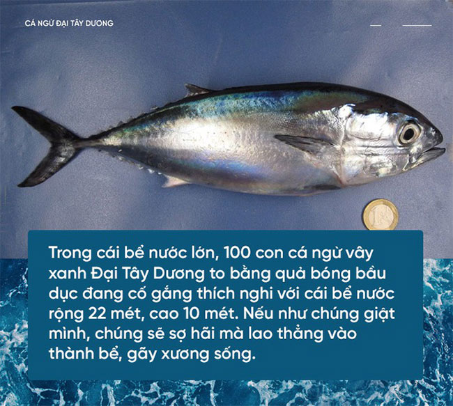 Picture 1 of Scientists are tame bluefin tuna to get enough sushi ingredients