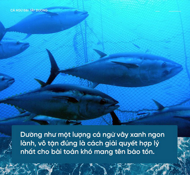 Picture 3 of Scientists are tame bluefin tuna to get enough sushi ingredients