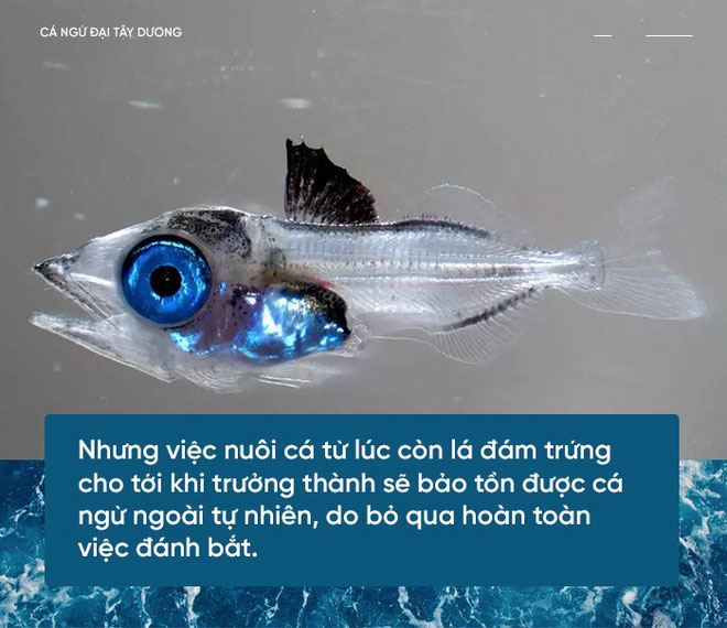 Picture 4 of Scientists are tame bluefin tuna to get enough sushi ingredients