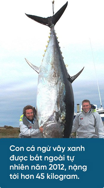 Picture 7 of Scientists are tame bluefin tuna to get enough sushi ingredients