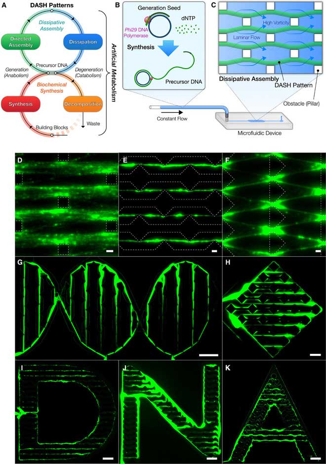 Picture 2 of Scientists create living machines: Eat, know big and know how to evolve