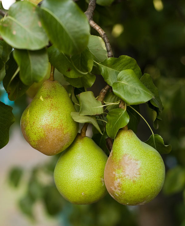 Picture 1 of Scientists decipher the sequence of pear genes