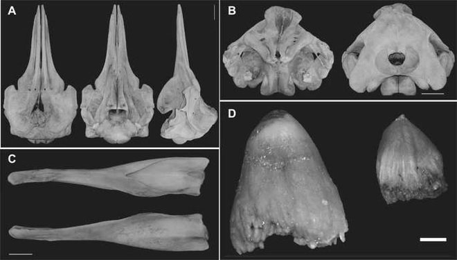 Picture 3 of Scientists discovered a new species of whale with a bird-like beak on the coast of Japan
