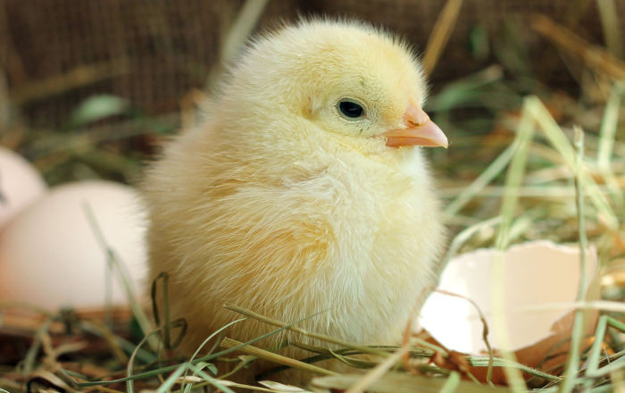 Picture 1 of Scientists discovered how the chicken came out of the eggshell