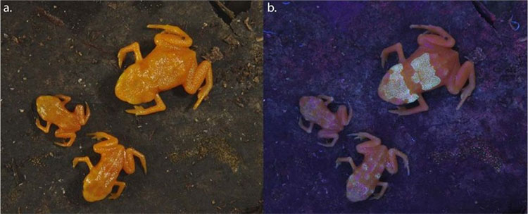 Picture 1 of Scientists discovered poisonous frogs with glowing bones through the skin