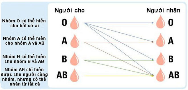 Picture 2 of Scientists effectively convert group A and B blood into group O, which can be transmitted to anyone