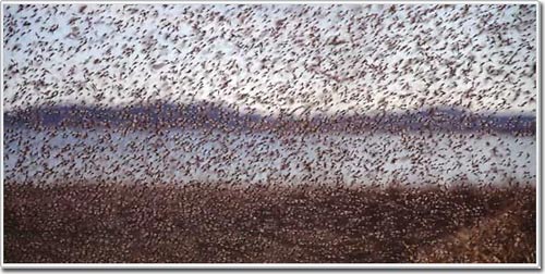 Picture 1 of Scientists explain the mysterious behavior of midges