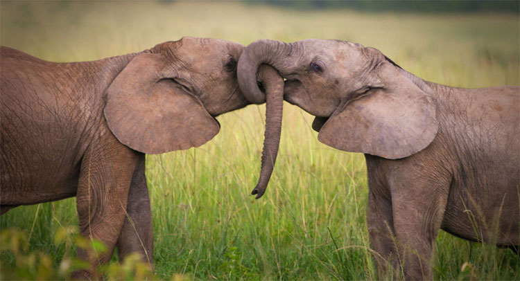 Picture 1 of Scientists figured out how to calculate the lifespan of animals