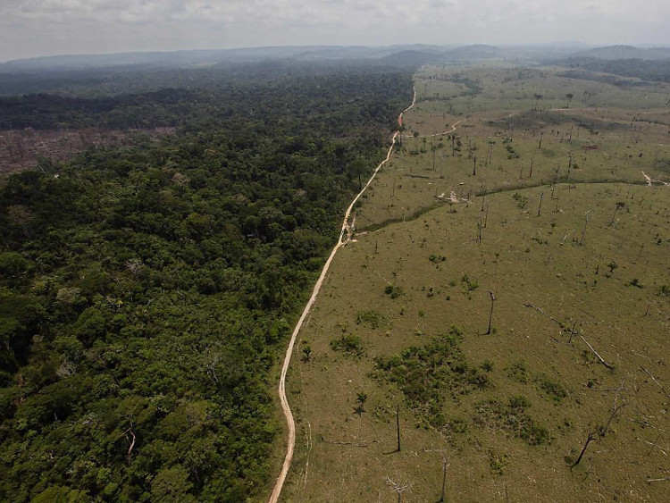 Picture 1 of Scientists find a low-cost and effective solution to combat deforestation