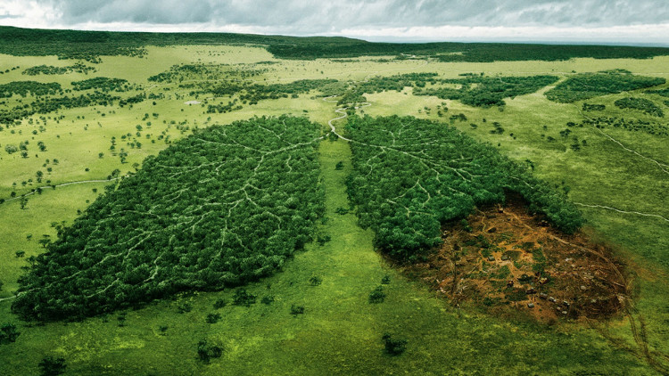 Picture 2 of Scientists find a low-cost and effective solution to combat deforestation