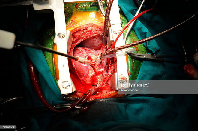 Picture 1 of Scientists found a completely new type of cell, helping to heal damage in the heart