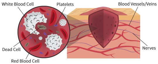 Picture 2 of Scientists found a completely new type of cell, helping to heal damage in the heart