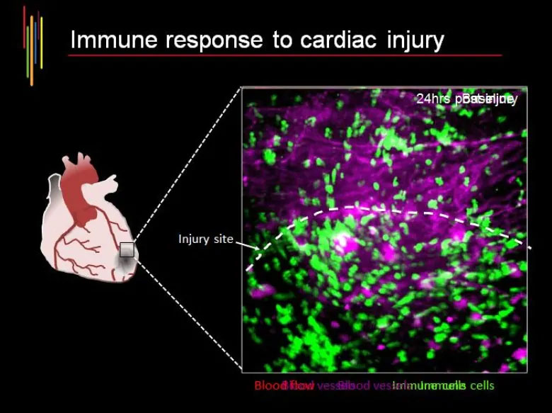 Picture 3 of Scientists found a completely new type of cell, helping to heal damage in the heart