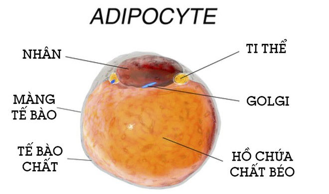 Picture 3 of Scientists found cancer cells like fat