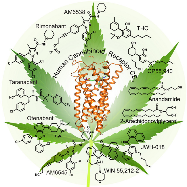 Picture 1 of Scientists found the mechanism of the excitement of marijuana