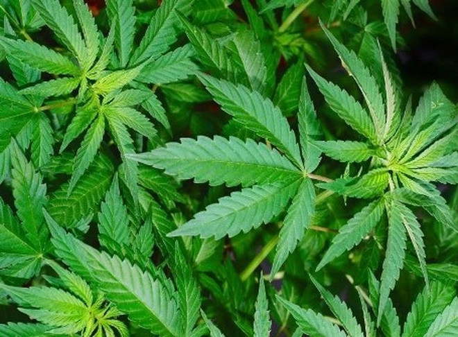 Picture 2 of Scientists found the mechanism of the excitement of marijuana