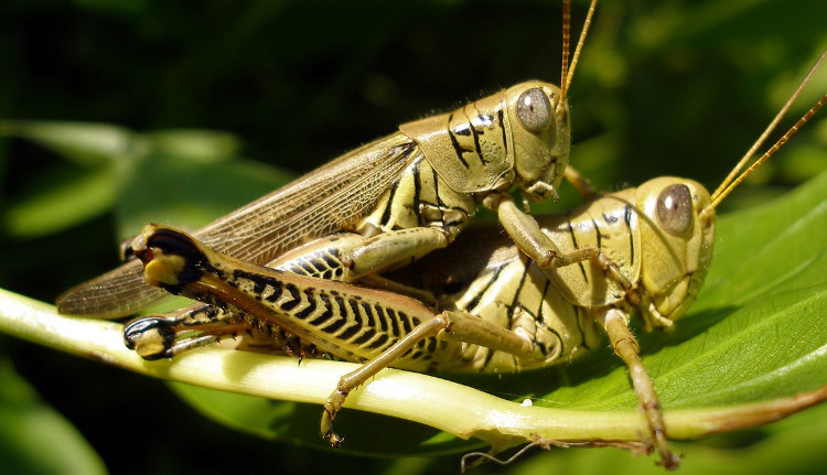 Picture 1 of Scientists freeze two grasshoppers that are 'forming' to study