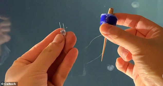Picture 2 of Scientists have created a half-robotic jellyfish