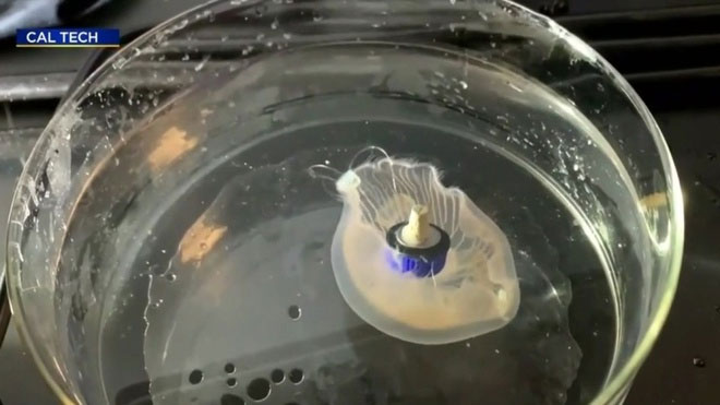 Picture 3 of Scientists have created a half-robotic jellyfish