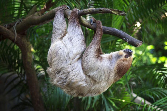 Picture 4 of Scientists have discovered that sloths sneak into their toilets, which they do horribly
