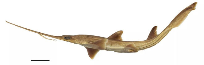 Scientists have discovered two new species of saw-sharks images 1