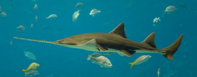 Scientists have discovered two new species of saw-sharks images 2