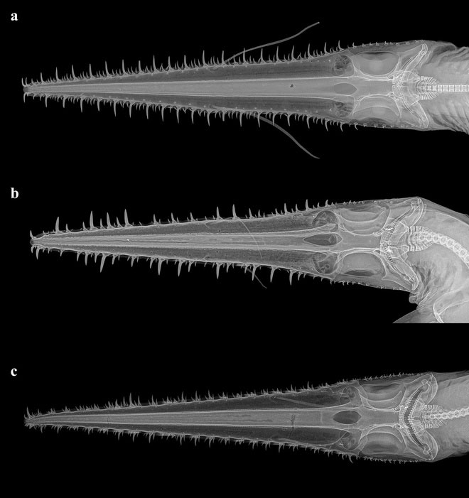 Scientists have discovered two new species of saw-sharks images 3