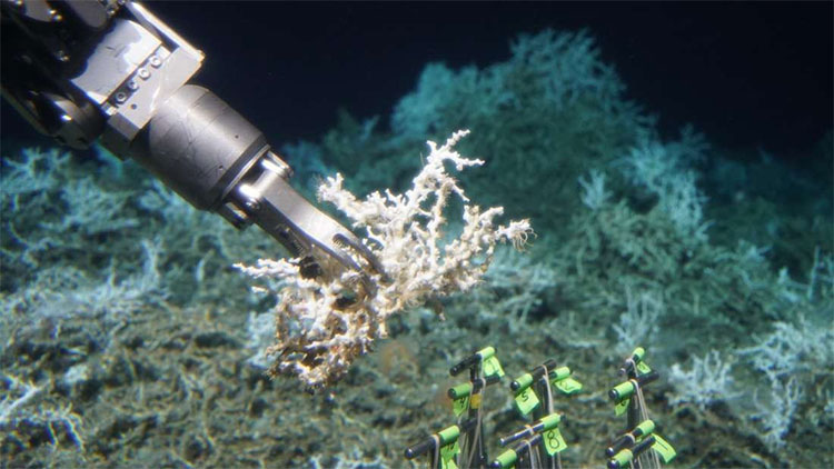 Picture 3 of Scientists have found a giant coral reef hidden in the ocean floor