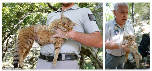 Picture 3 of Scientists have found a new cat in the Mediterranean with a strange name