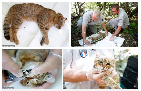 Picture 4 of Scientists have found a new cat in the Mediterranean with a strange name