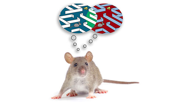 Picture 1 of Scientists have found a way to change memories