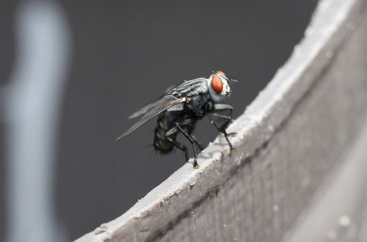 Picture 1 of Scientists have found a way to control flies that mate with lasers