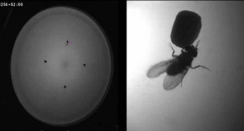 Picture 2 of Scientists have found a way to control flies that mate with lasers