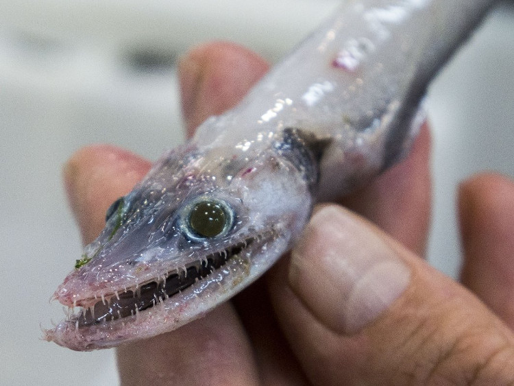 Scientists have found these bizarre animals on the sea floor of Australia