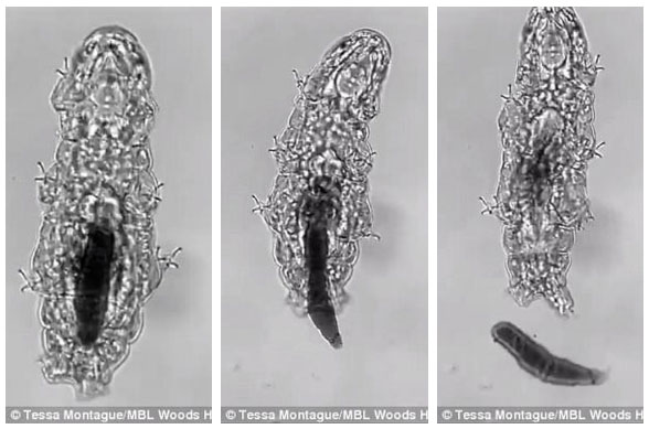 Picture 1 of Scientists have just shown how the 'immortal' creature on Earth goes
