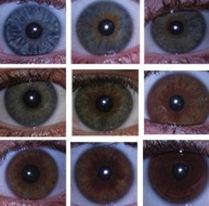 Picture 1 of Scientists have proven that no single gene regulates eye color