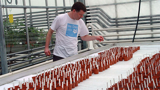 Picture 3 of Scientists love to plant trees on Mars