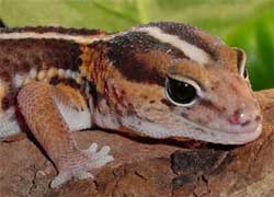 Picture 1 of Scientists rewrite the evolutionary history of reptiles